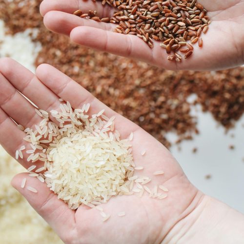 Hands holding red and white rice varieties, showcasing raw grains.
